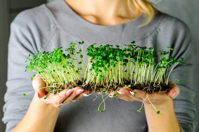 Microgreen Super food Recipes